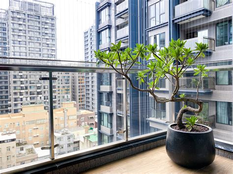 陽台風大 植物